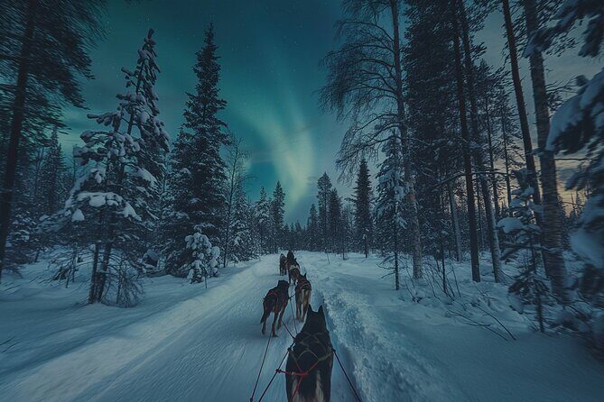4hr Dog Sledding Tour under the Northern Lights - Price and Value