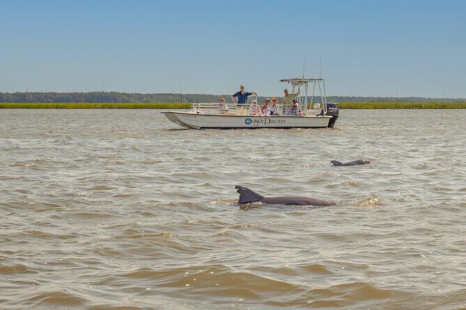 90 Minute Hilton Head Dolphin and Nature Cruise - The Experience: A Deep Dive