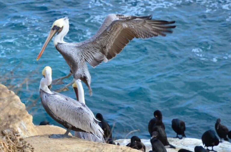 A Seaside Stroll: La Jolla's Hidden Treasures Walking Tour - FAQ