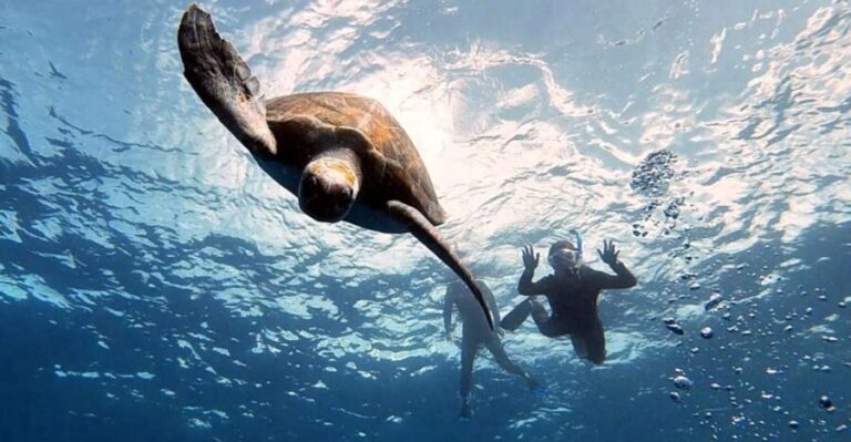 Abades: Tenerife Turtles and Rays Snorkeling Trip - Who Will Love This Tour?