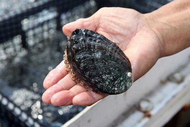 Abalone Farm Tour - The Tasting Experience