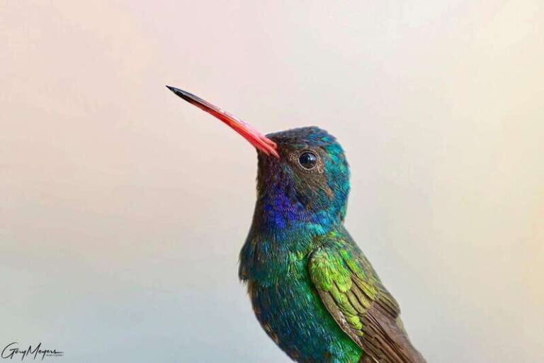 Acapulco: Early Birding Feathered Wonders with Breakfast - What to Expect: Practical Details & Experience Highlights