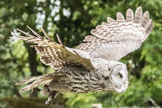 Admission Pass to Eagle Heights in Kent - What to Expect When Visiting