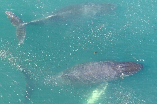 Alaska Whale Watching with bonus Drone viewing of Whales - The Review from Travelers: What They Love and What They Notice