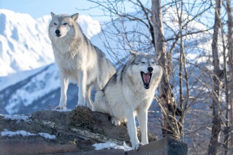 Alaska Wildlife Conservation Center: Admission Ticket - The Value of the Ticket