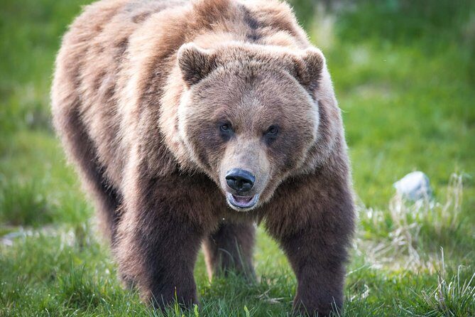 Alaska Wildlife Tour - Frequently Asked Questions