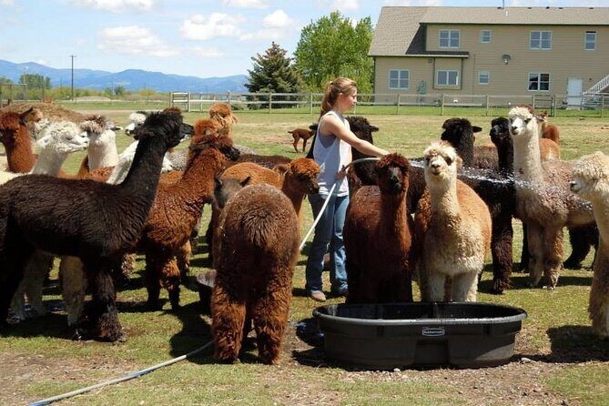 Alpaca and Llama Farm Tour - Why the Experience Excels