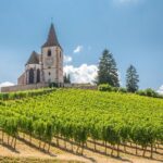 Alsace Full Day Wine Tour from Colmar - The Value of the Experience