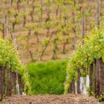 Alsace Wine Route Wineries & Tasting Small Group Guided Tour from Strasbourg - Considerations & Value