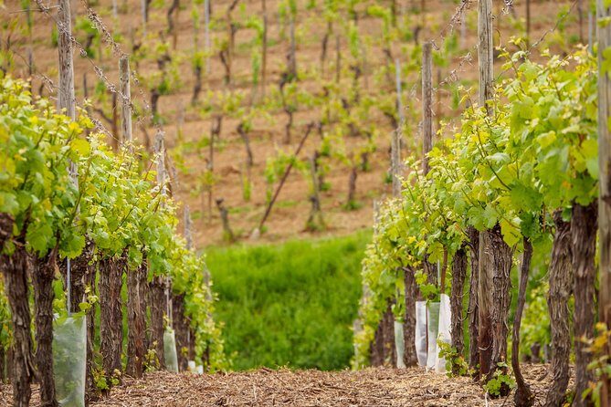 Alsace Wine Route Wineries & Tasting Small Group Guided Tour from Strasbourg - Considerations & Value
