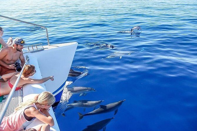 Among Whales Dolphins and Volcanoes Full Day Tour With Lunch - Authentic Insights from Reviewers