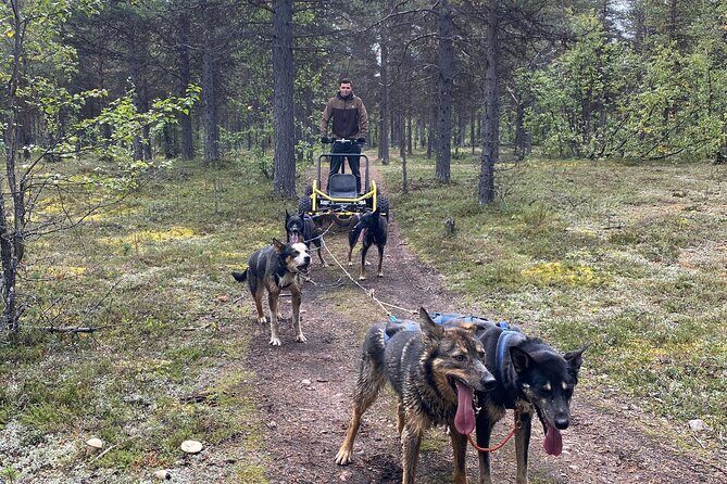 Autumn Husky Sit and Drive Cart Tour from Kiruna - Authentic Insights from Reviewers