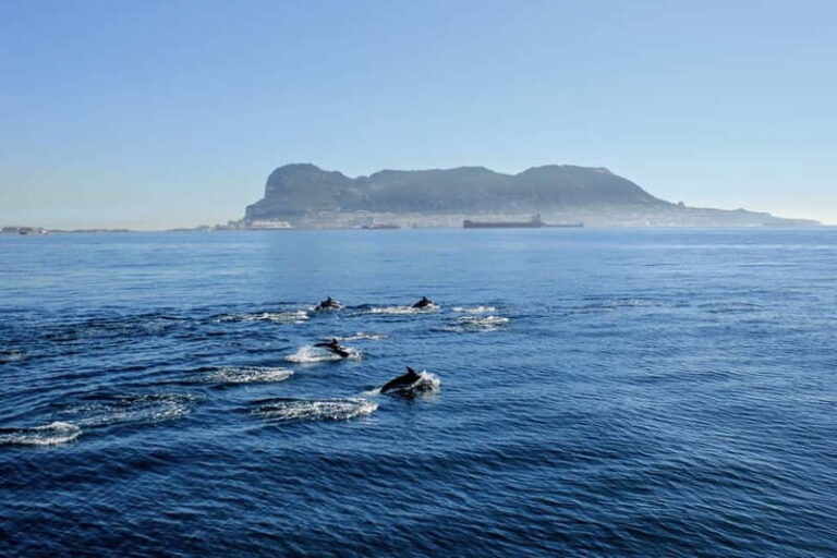 Bay of Gibraltar: Dolphin Cruise - Who Will Love This Tour?