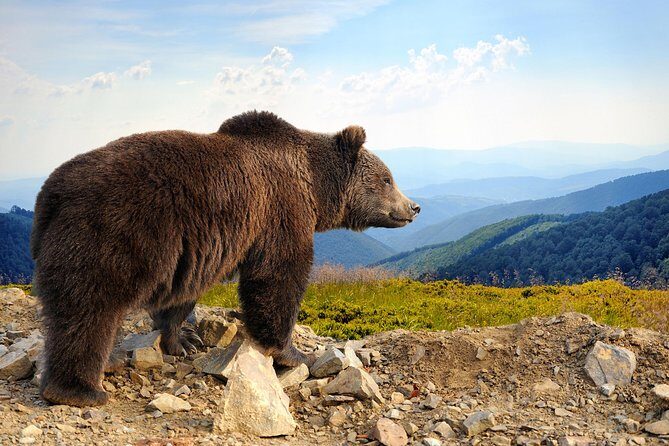 Bear Sanctuary and Bran Castle with a Professional Licensed GuideDay Trip - Bran Castle – The Iconic "Draculas Castle"