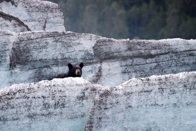 Bears, Trains & Icebergs Tour - The Wildlife Center: A Mixed Bag