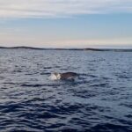 Beautiful Sunset and Dolphin Watching - The Itinerary in Detail