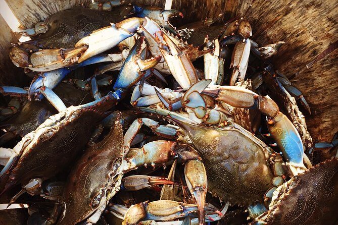 Behind the Scenes of Shem Creek Shrimp Walking Tour - Practical Details and What They Mean for You
