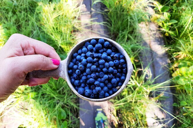 Berry Picking in a National Park - Who Will Love This Tour?