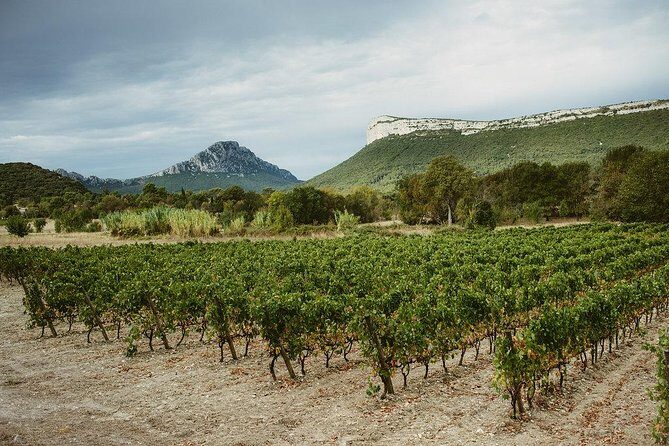 Bertrand Bosc wine and food tour in Pic St Loup - Final Thoughts: Who Is This Tour Perfect For?