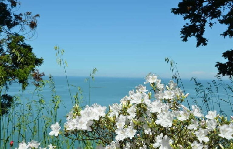 Black Sea: Magnetic Beach and Batumi Botanical Garden Tour - Accommodation & Transportation: Comfort and Convenience