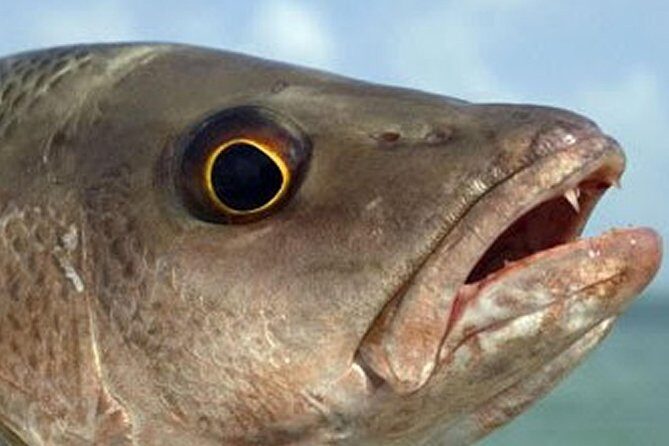 Boca Raton Inshore Fishing Trip - Practical Details You Need to Know