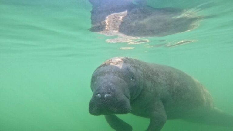 Bradenton: Guided Pedal Kayak Tour - What’s Included and What to Consider