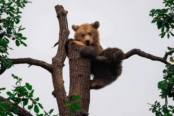 Brasov: Bears Sanctuary, Rasnov Fortress, Bran Castle GUIDED Tour - In-Depth Look at the Itinerary