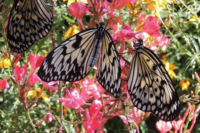 Butterfly Rainforest at Florida Museum of Natural History Ticket - Why This Tour Is Worth It