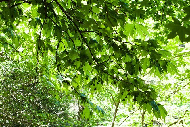 Butterfly Valley & Wine, Olive Oil, Honey Tasting Tour (Small Group) - Authenticity and Value