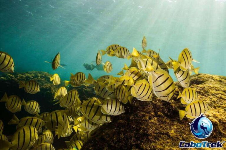 Cabo Ocean SAFARI - The Value of This Experience