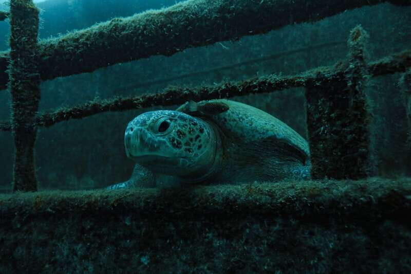 Cabo Pulmo Marine Park: Scuba Diving Excursion - Arriving at Cabo Pulmo Marine Park