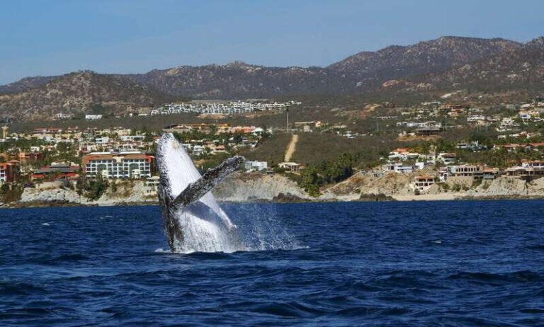 Cabo San Lucas: 2.5-Hour Whale Watching Tour - The Itinerary Breakdown