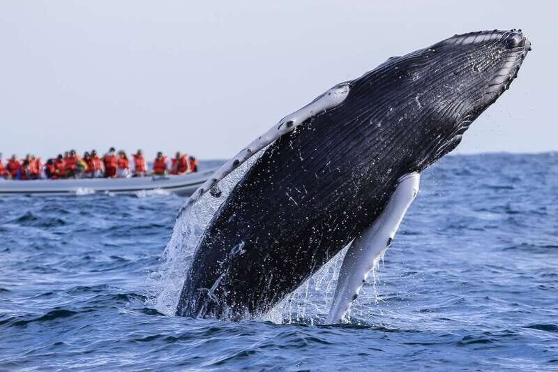 Cabo San Lucas: 2-Hour Whale Watching Adventure - Why This Tour Offers Great Value