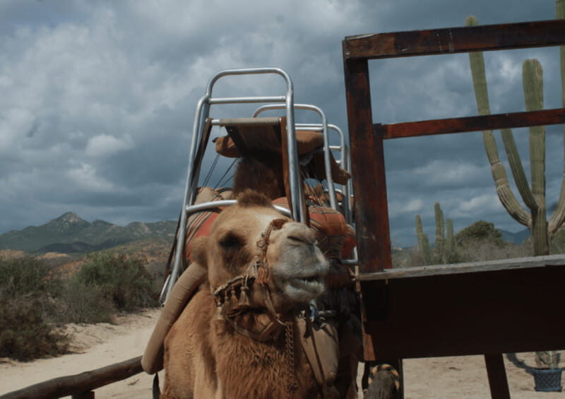 Cabo San Lucas: Amazing Camel Adventure on the Beach - FAQs