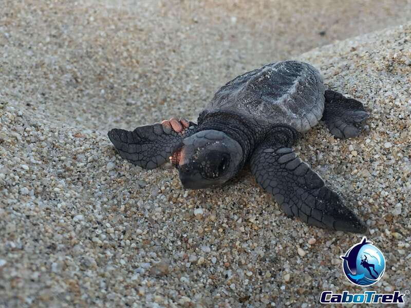 Cabo San Lucas: Baby Turtle Release Experience - Final Thoughts