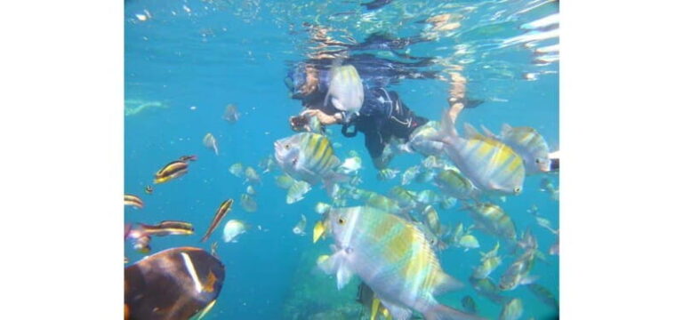 Cabo San Lucas: Beach Hopper Small-Group Snorkeling Tour - What Makes This Tour Stand Out