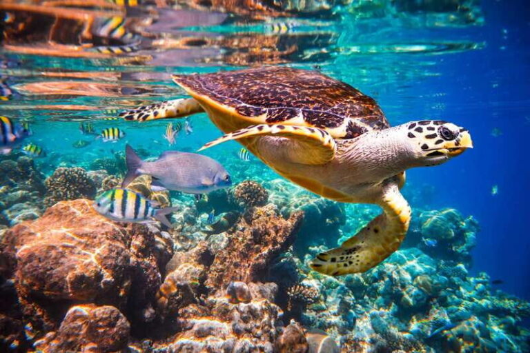 Cabo San Lucas: Cabo Pulmo Snorkeling Expedition - Authentic Experiences from Travelers