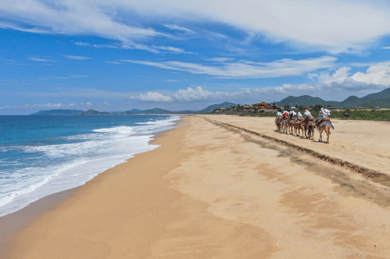Cabo San Lucas: Camel Ride & ATV with Mexican Lunch - The Camel Ride: Gentle Encounters with Baja’s Unique Camels