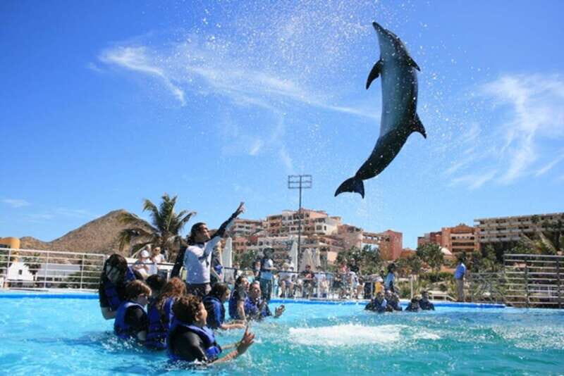 Cabo San Lucas: Dolphin Swim Class with Marine Specialist - What to Expect from the Dolphin Swim Experience