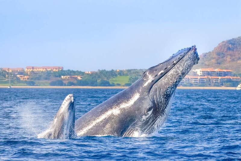 Cabo San Lucas: Luxury Catamaran Whale Watching Experience - The Itinerary: What to Expect at Each Stop