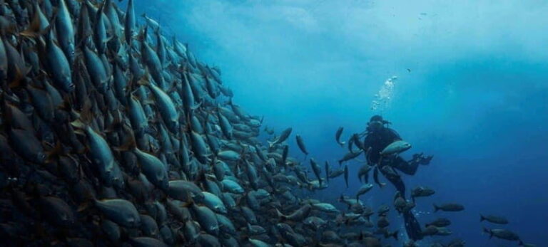 Cabo San Lucas: Marine Reserve Dive - An In-Depth Look at the Cabo Marine Reserve Dive Experience