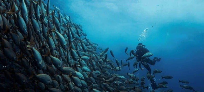 Cabo San Lucas: Marine Reserve Dive - An In-Depth Look at the Cabo Marine Reserve Dive Experience