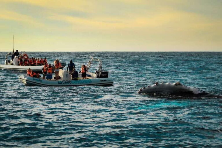 Cabo San Lucas: Up-Close Whale Watching Small-Group Tour - Authentic Encounters and Honest Insights