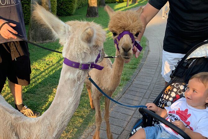 Calabrian Alpacas Sunset Beach Experiences Pizzo VV AlpacSelfies - What to Expect from the Tour