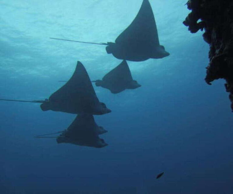 Cancun 2 Dives Shipwreck C55 or C58 & Reef -Certified Divers - Who Will Love This Tour?