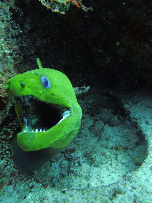 Cancun: 2 Reef Dives at Punta Cancun for Certified Divers - The Itinerary: What to Expect from Start to Finish