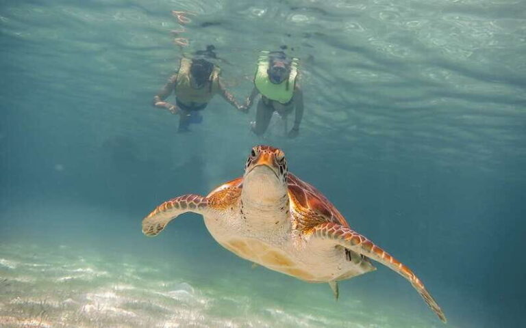 Cancun: Akumal Turtles and Cenote Snorkeling Tour - Snorkeling with Sea Turtles in Akumal