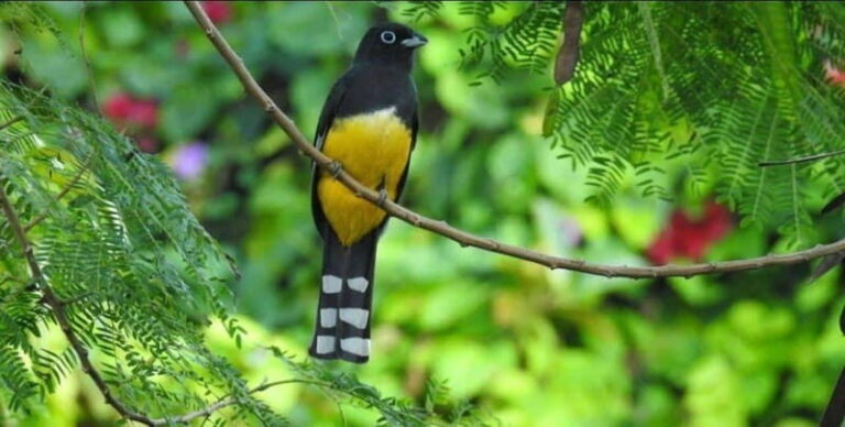 Cancún: Birds Photography Expedition with Transportation - Evaluating the Value
