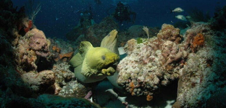 Cancun: Goliat Grouper Dive Adventure - The Practicalities: What You Need to Know