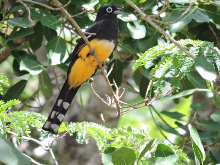 Cancún: Guided Birdwatching Hike - The Itinerary: What to Expect